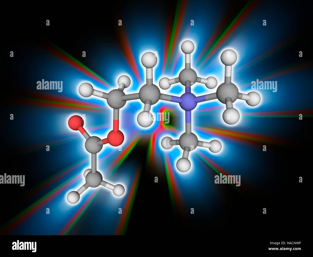 Acetylcholin. Molekülmodell des Neurotransmitters Acetylcholin (C7. H16. N.O2) das ist eine Schlüsselkomponente von Nervensystemen vieler Organismen. Atome als Kugeln dargestellt werden und sind farblich gekennzeichnet: Kohlenstoff (grau), Wasserstoff (weiß), Stickstoff (blau) und Sauerstoff (rot) Abbildung. Stockfoto