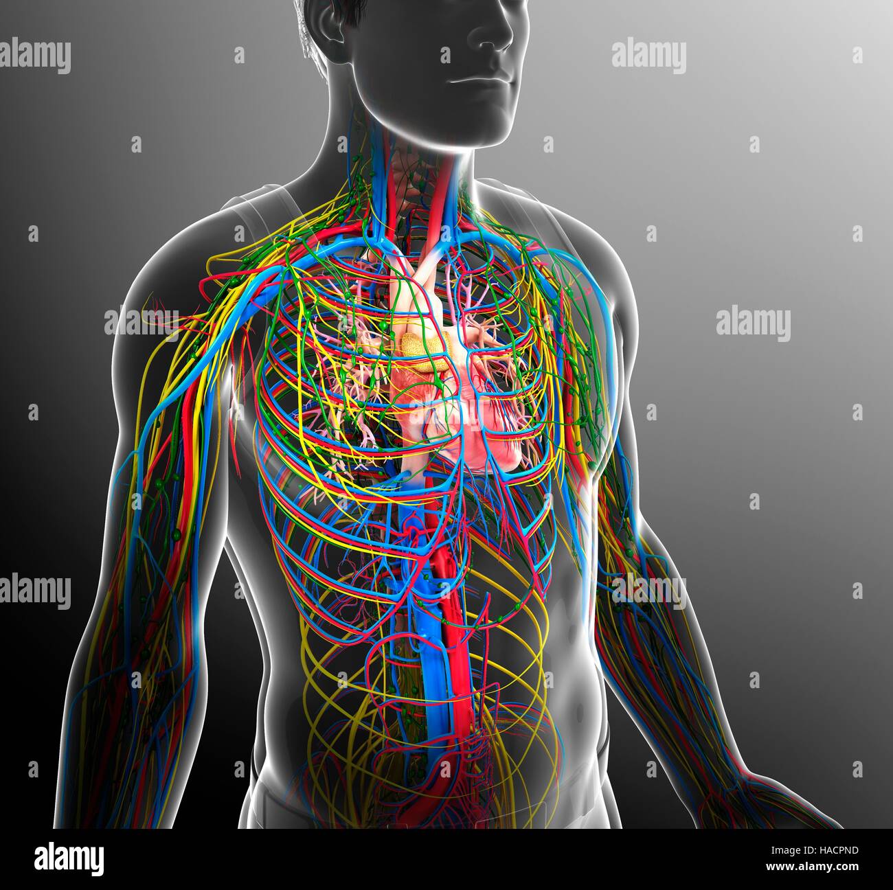 Illustration des Herz-Kreislauf, Nervensystem und lymphatischen Systems. Stockfoto
