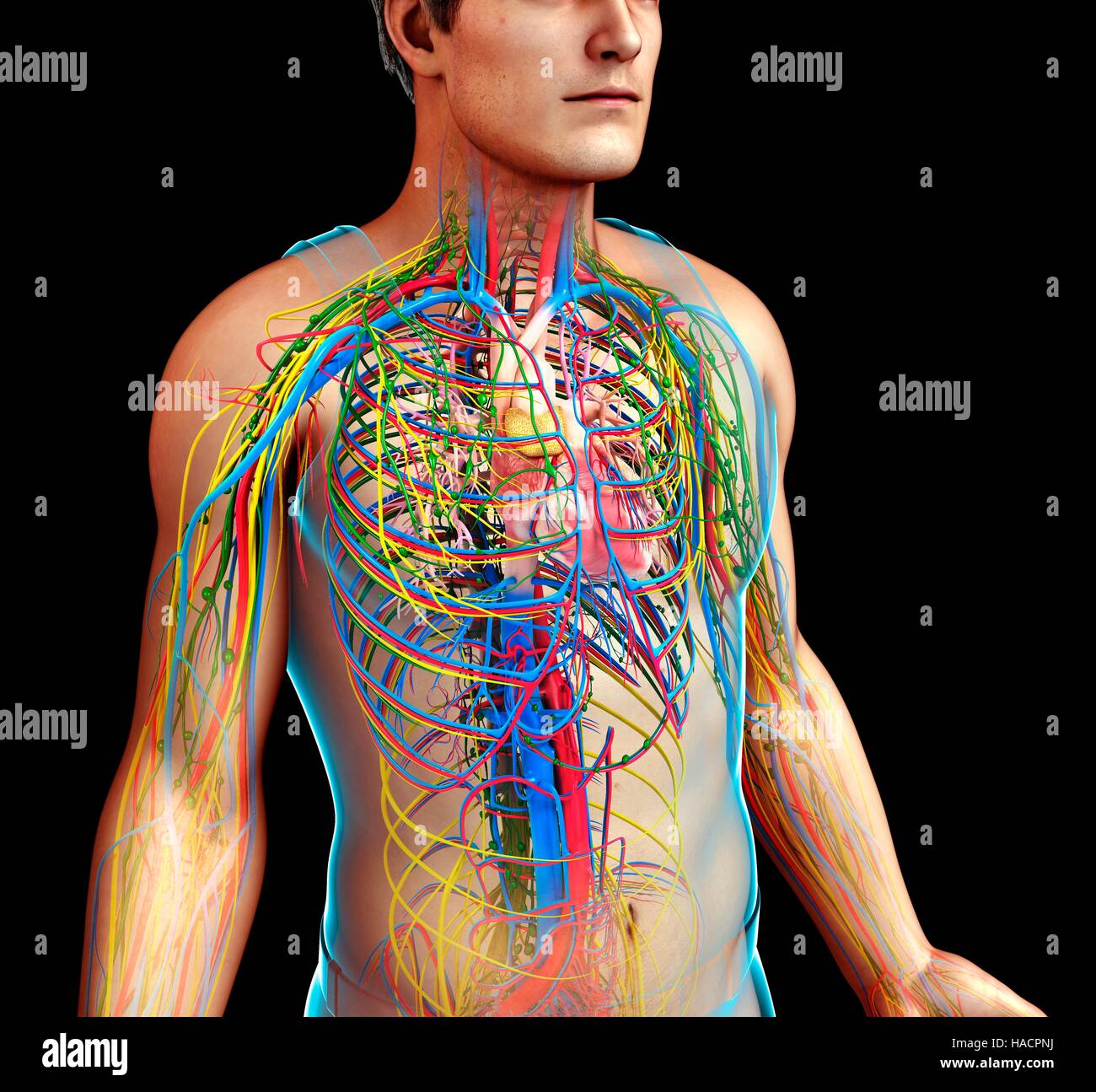 Illustration des Herz-Kreislauf, Nervensystem und lymphatischen Systems. Stockfoto