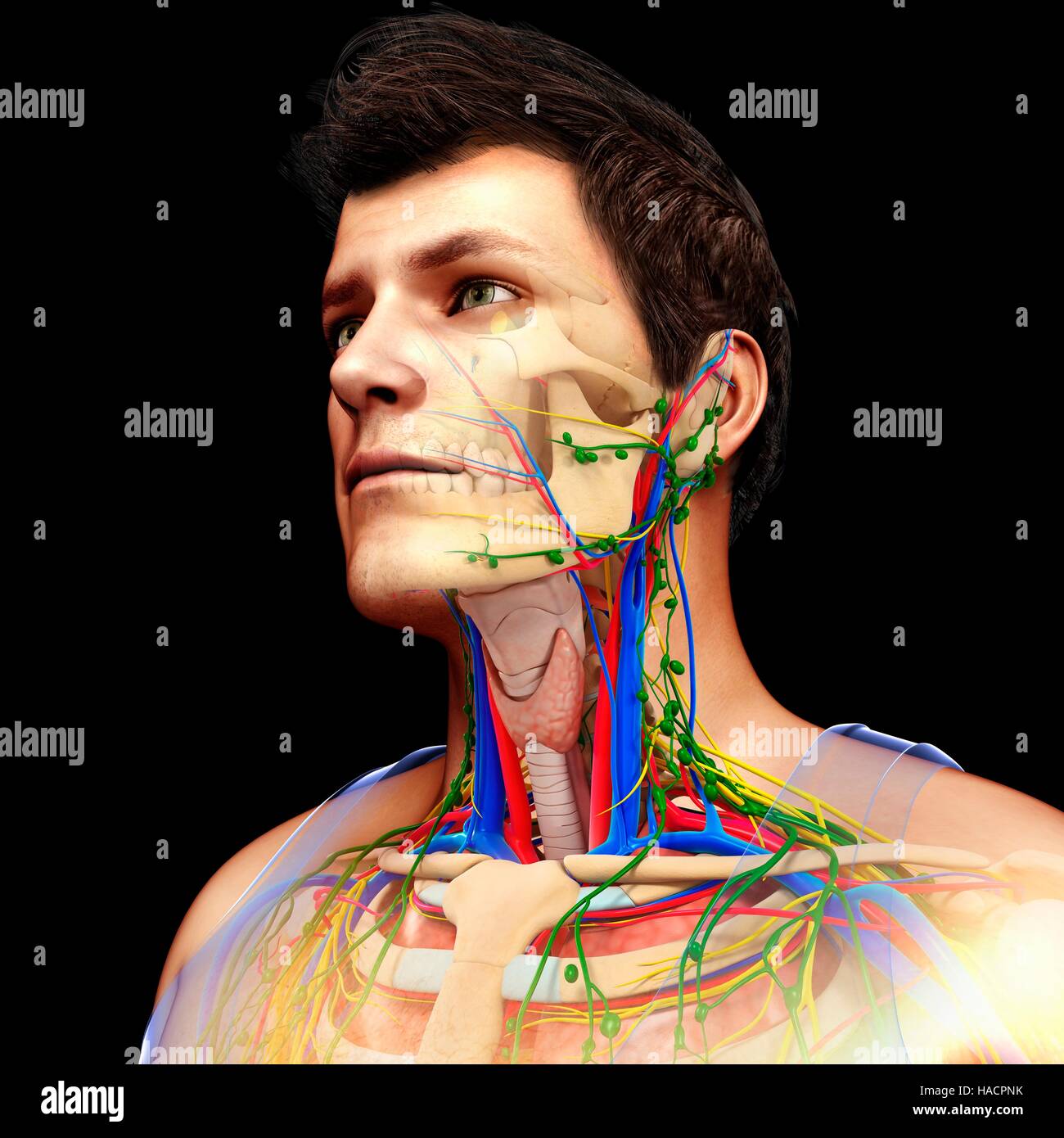 Illustration des Herz-Kreislauf, Nervensystem und lymphatischen Systems. Stockfoto