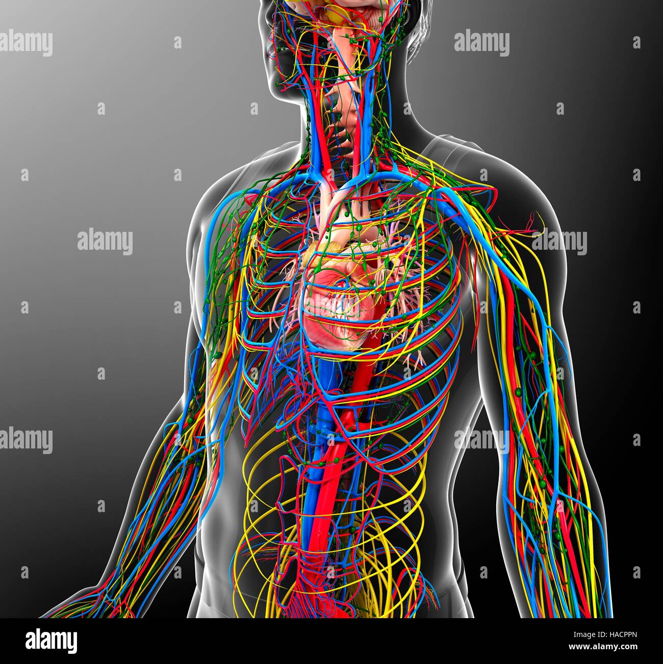 Illustration des Herz-Kreislauf, Nervensystem und lymphatischen Systems. Stockfoto