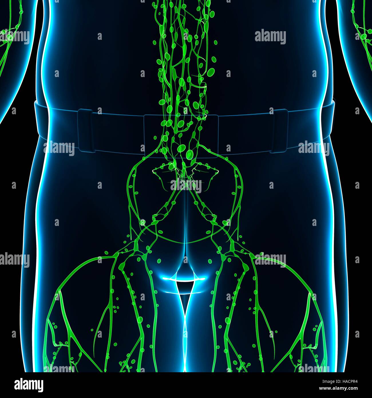 Darstellung der männlichen Unterleib und Lymphsystem. Stockfoto