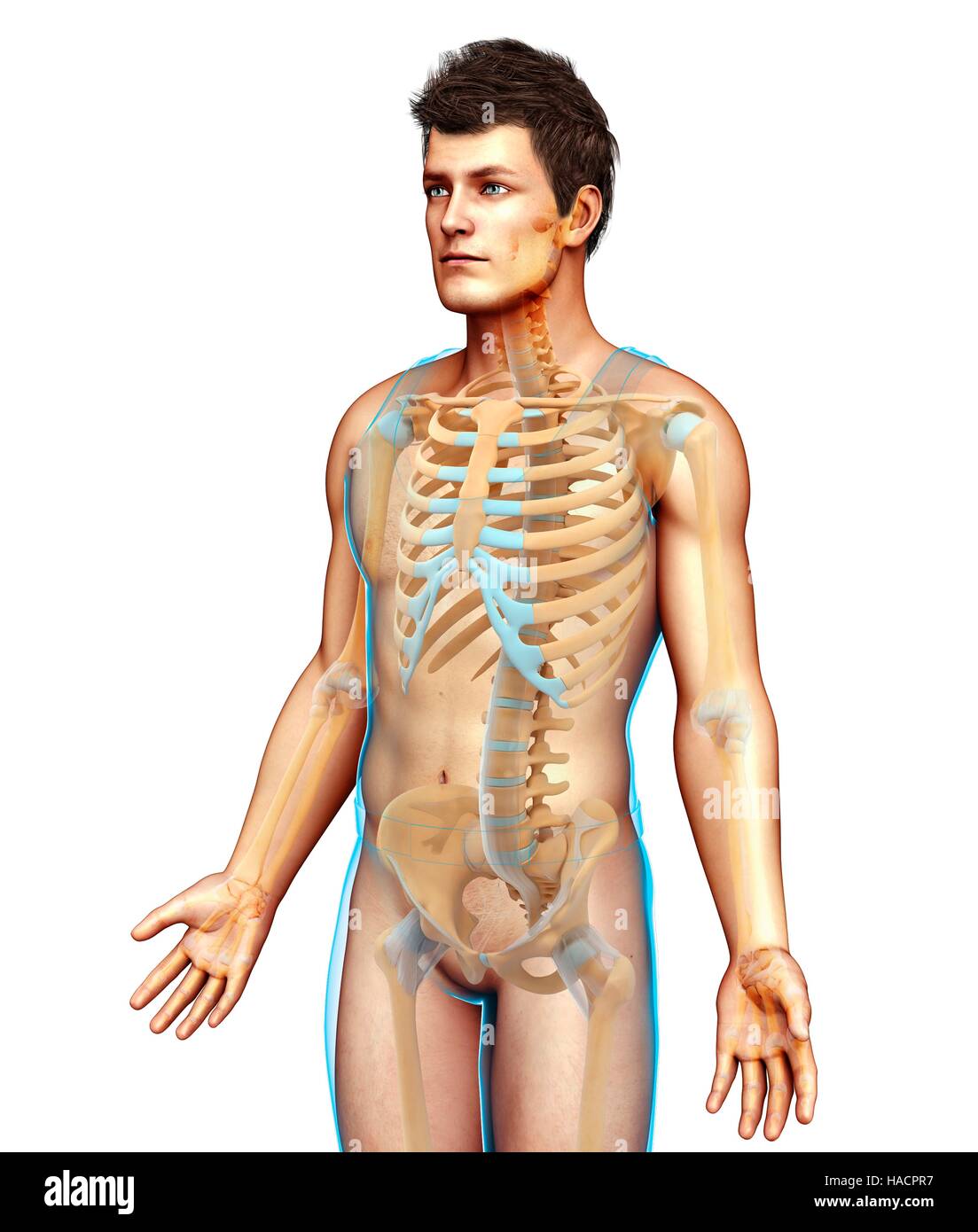 Darstellung der männlichen Skelett-Systems. Stockfoto