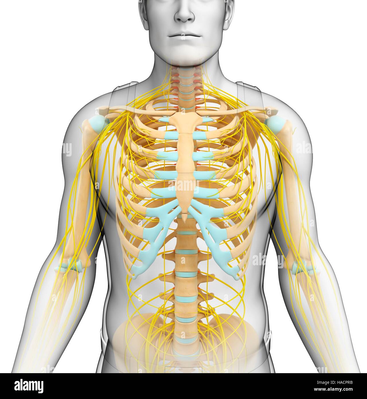 Darstellung der männlichen Skelett- und Nervensystem. Stockfoto