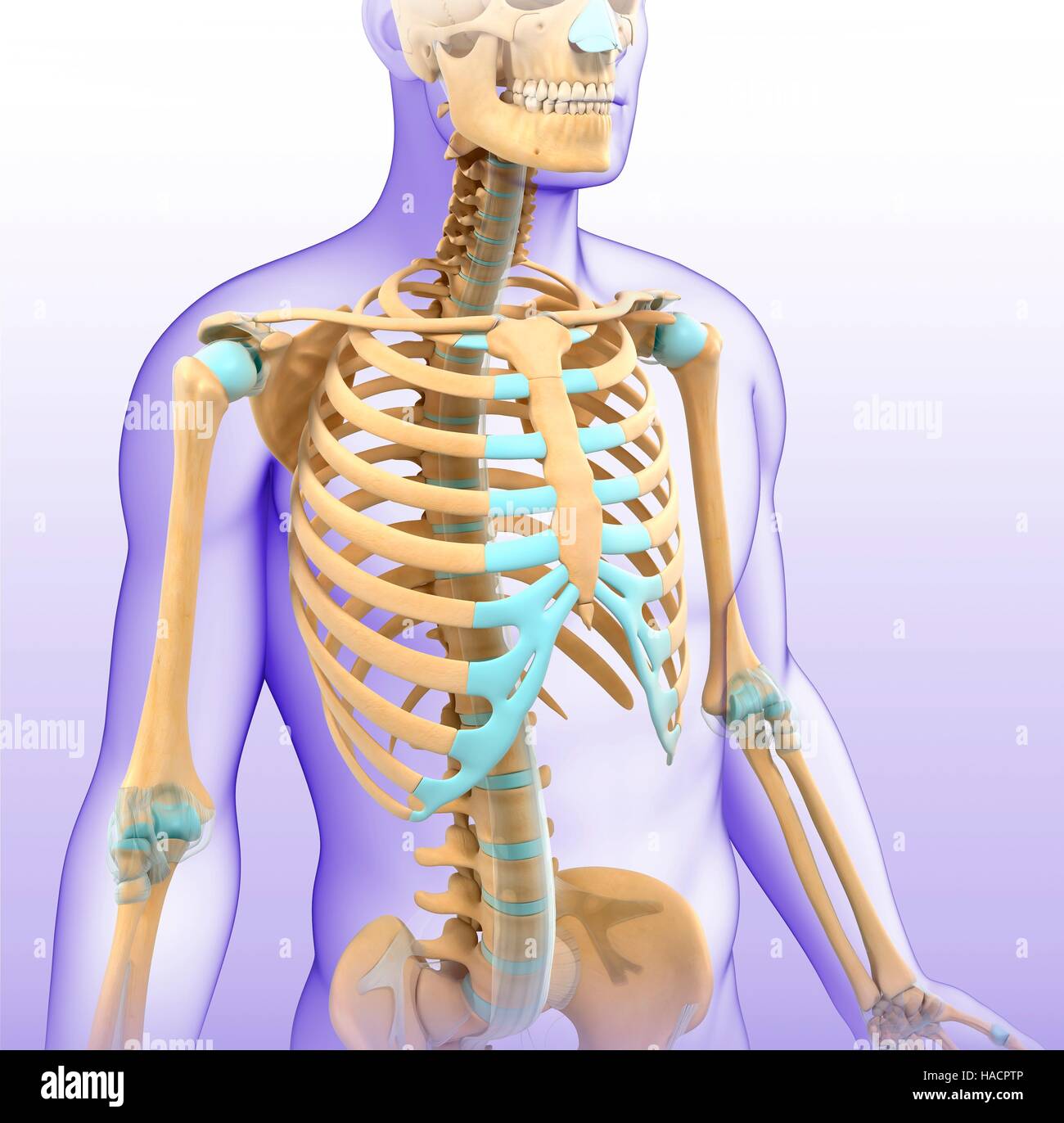 Darstellung der männlichen Skelett-Systems. Stockfoto