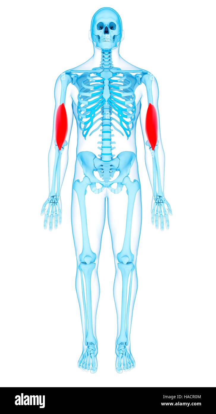 Abbildung der Brachialis Muskeln Stockfotografie Alamy