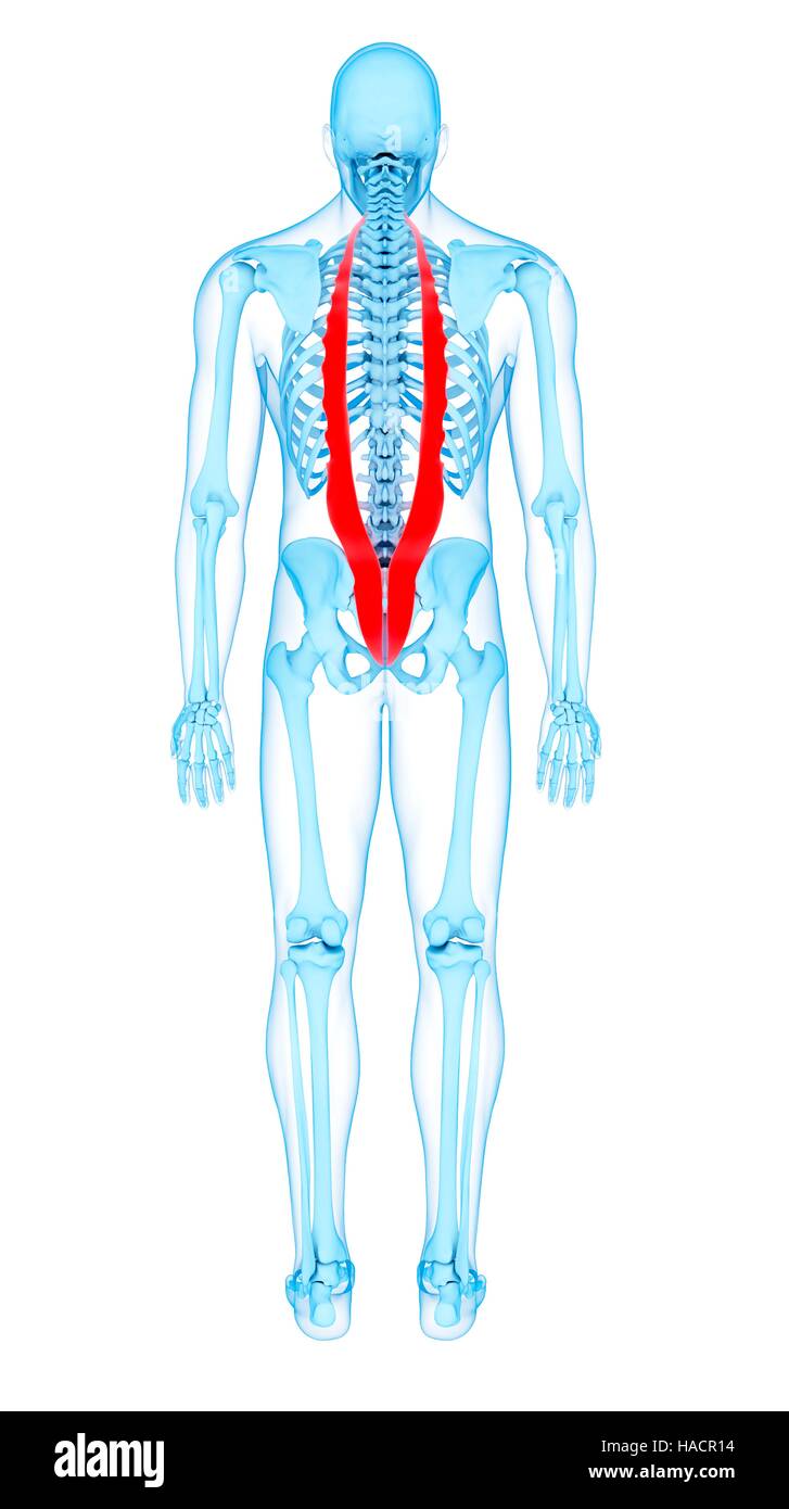Abbildung der Iliocostalis Muskeln Stockfotografie Alamy