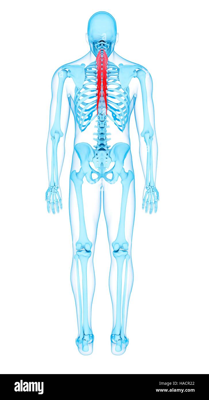 Abbildung der Semispinalis Thoracis Muskeln. Stockfoto