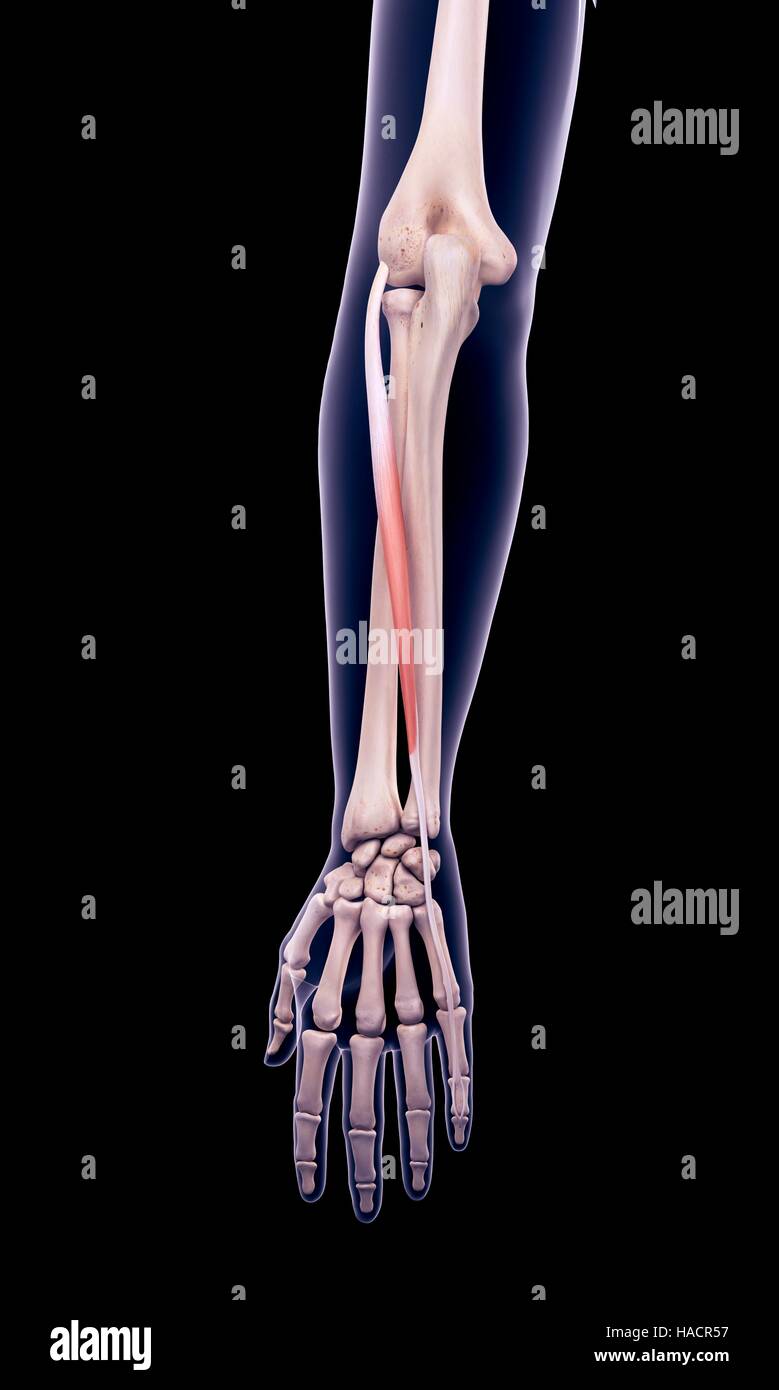 Illustration der Beinstrecker Digiti Minimi Muskel. Stockfoto