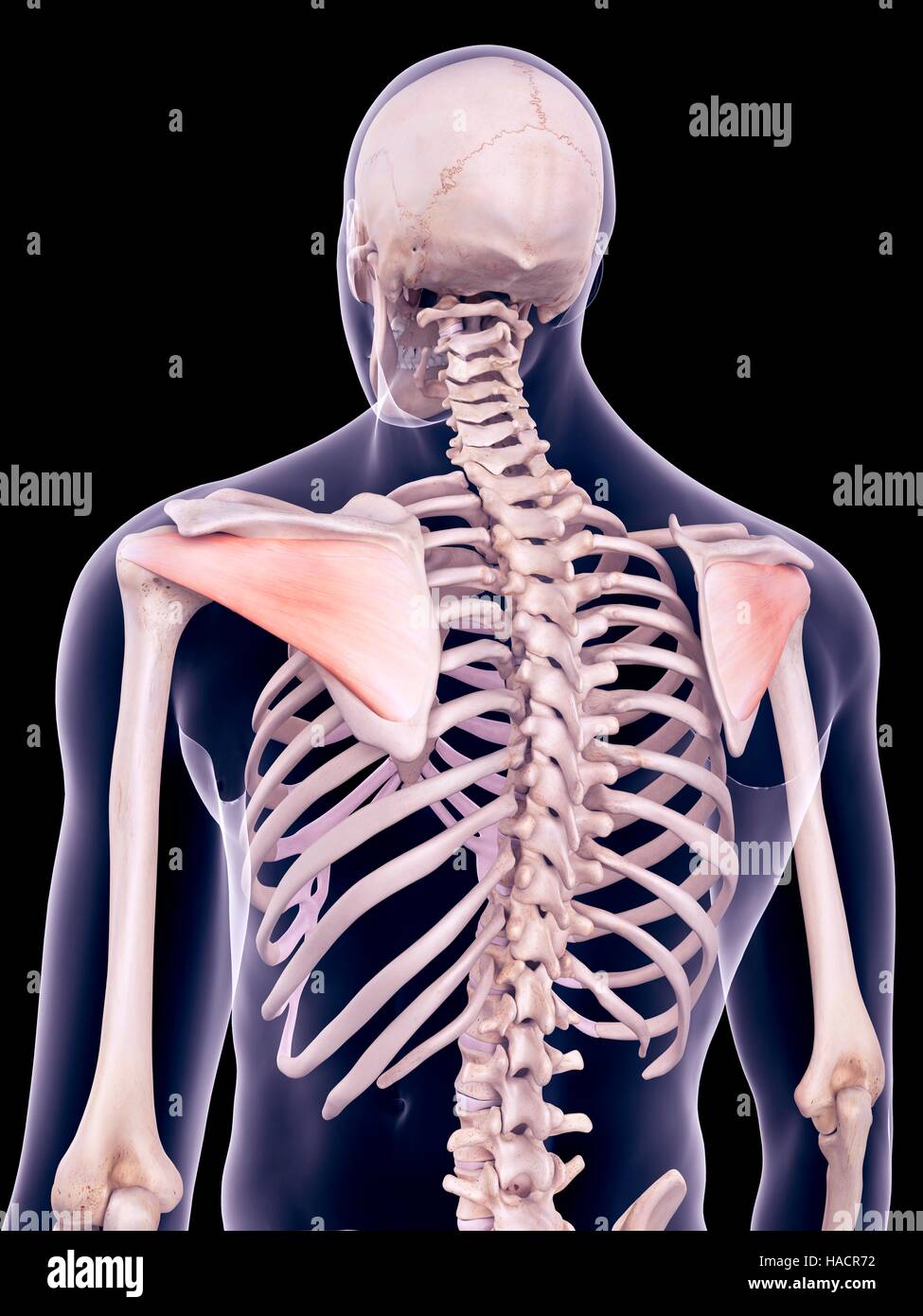 Abbildung der Infraspinatus Muskeln Stockfotografie Alamy