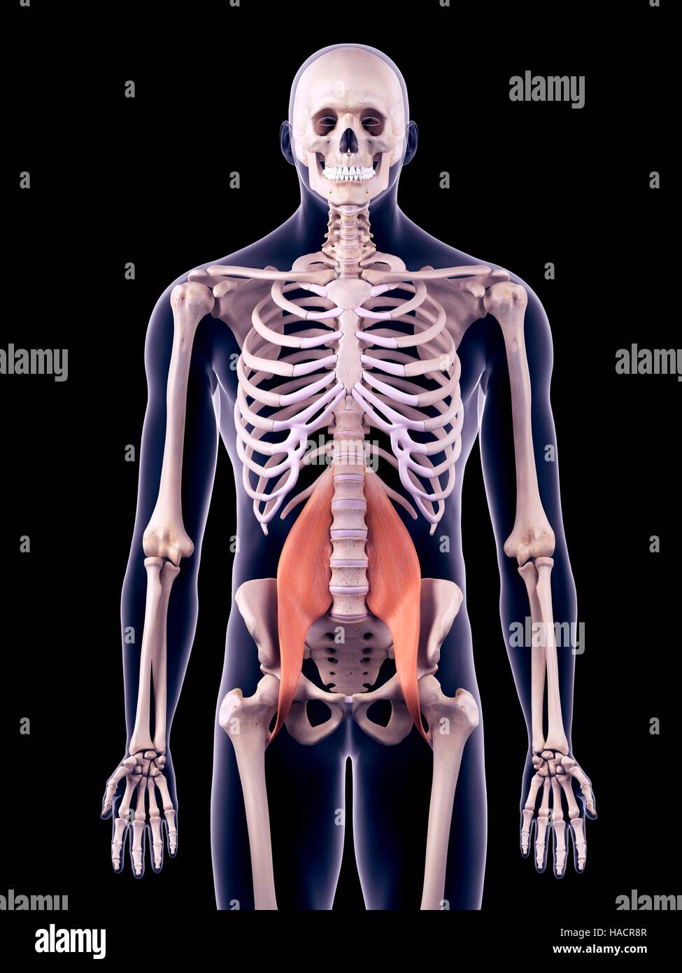 Darstellung der wichtigsten Muskeln Psoas Stockfotografie Alamy