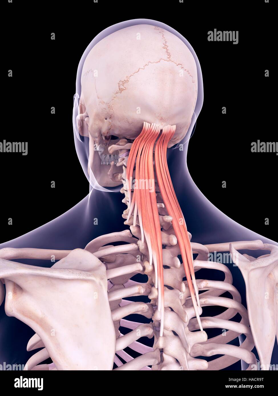 Semispinalis capitis мышца