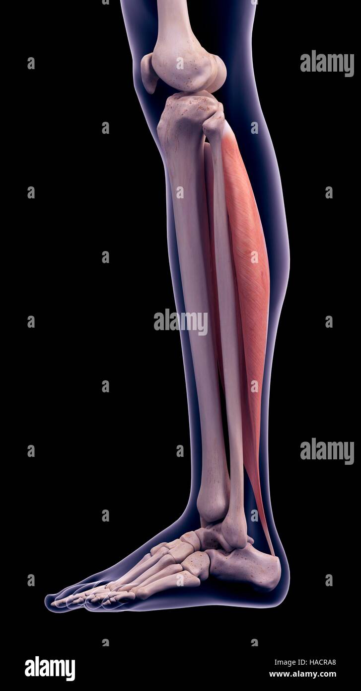 Soleus muskel Fotos und Bildmaterial in hoher Auflösung Alamy