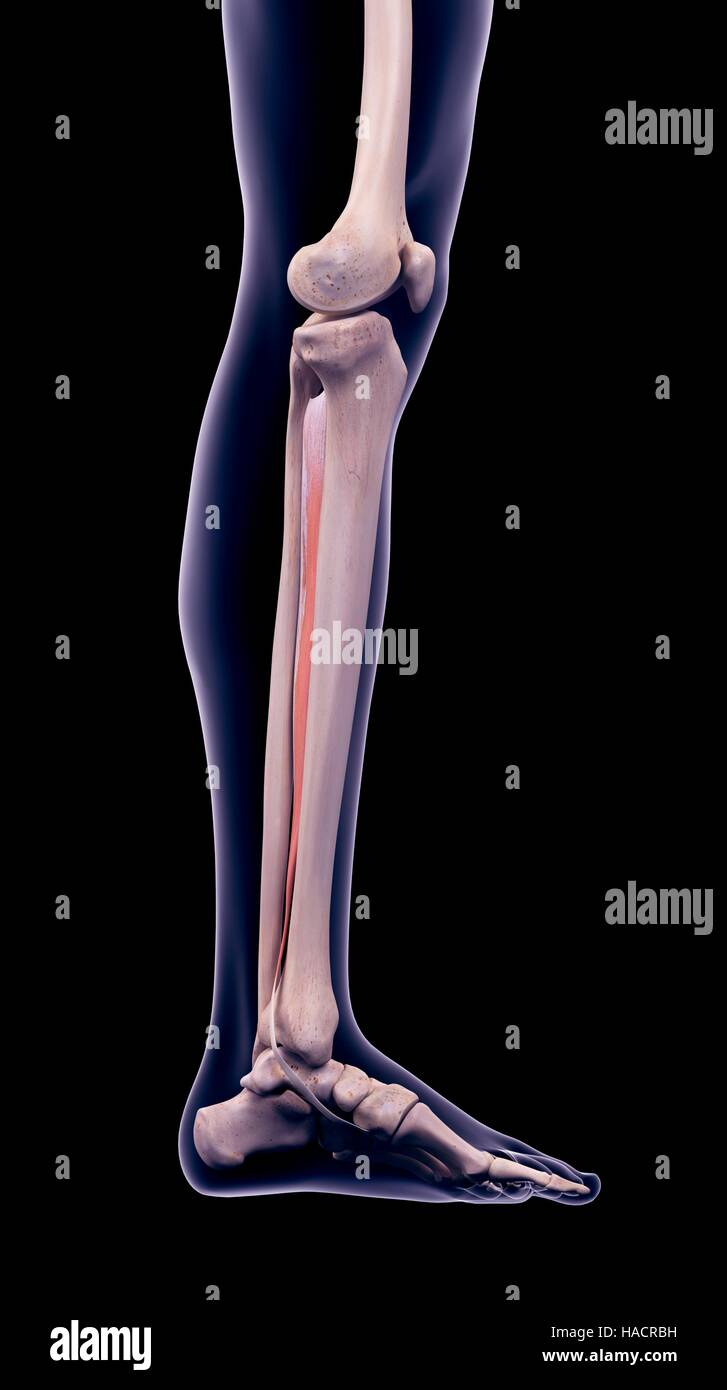 Tibialis posterior Fotos und Bildmaterial in hoher Auflösung Alamy