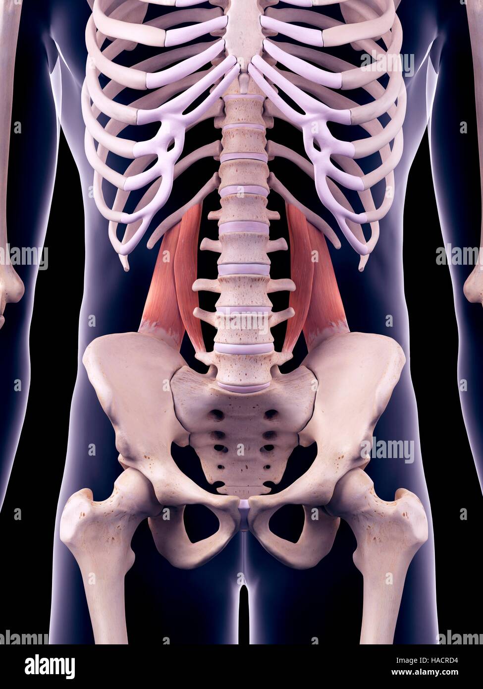 Abbildung der Quadratus Lumborum Muskeln. Stockfoto