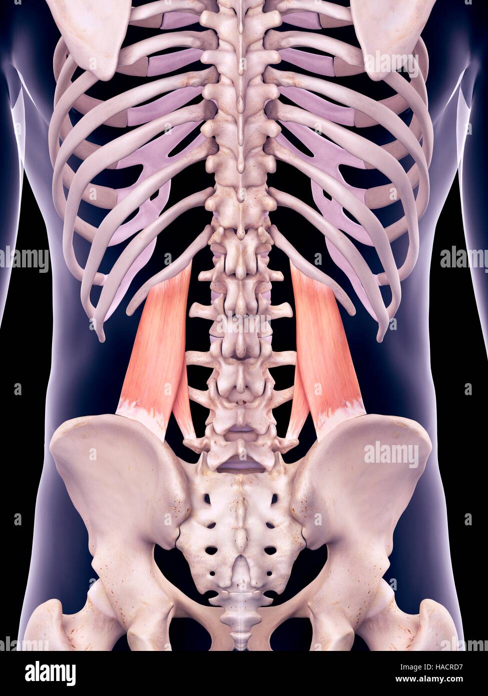 Abbildung der Quadratus Lumborum Muskeln. Stockfoto