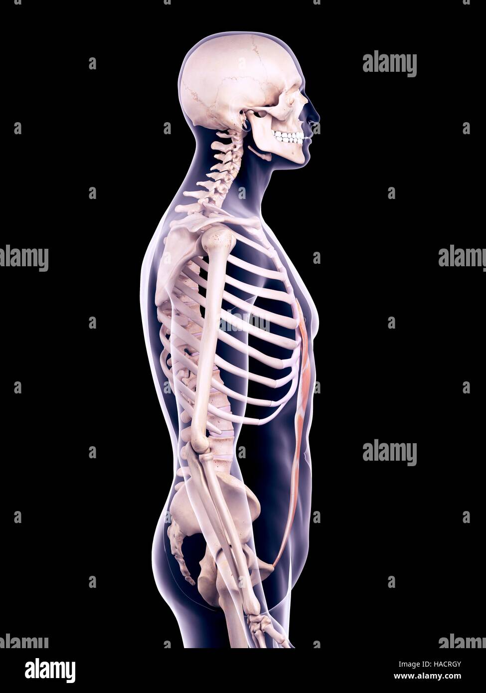 Illustration der Rectus Abdominis Muskel Stockfotografie Alamy
