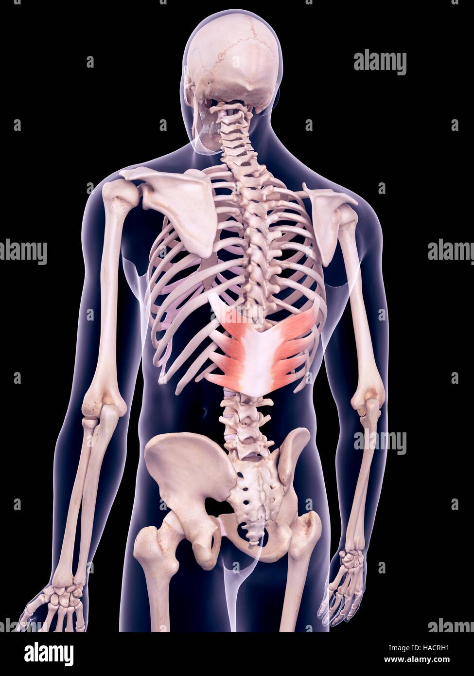 Abbildung der Serratus posterior inferior Muskeln. Stockfoto