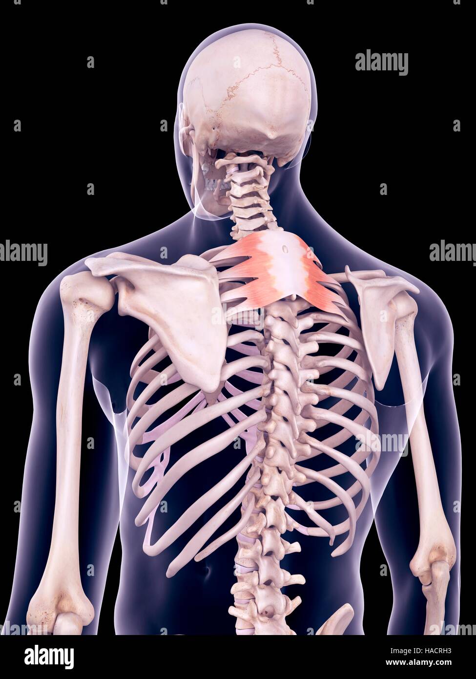 Abbildung der Serratus posterior superior Muskeln. Stockfoto