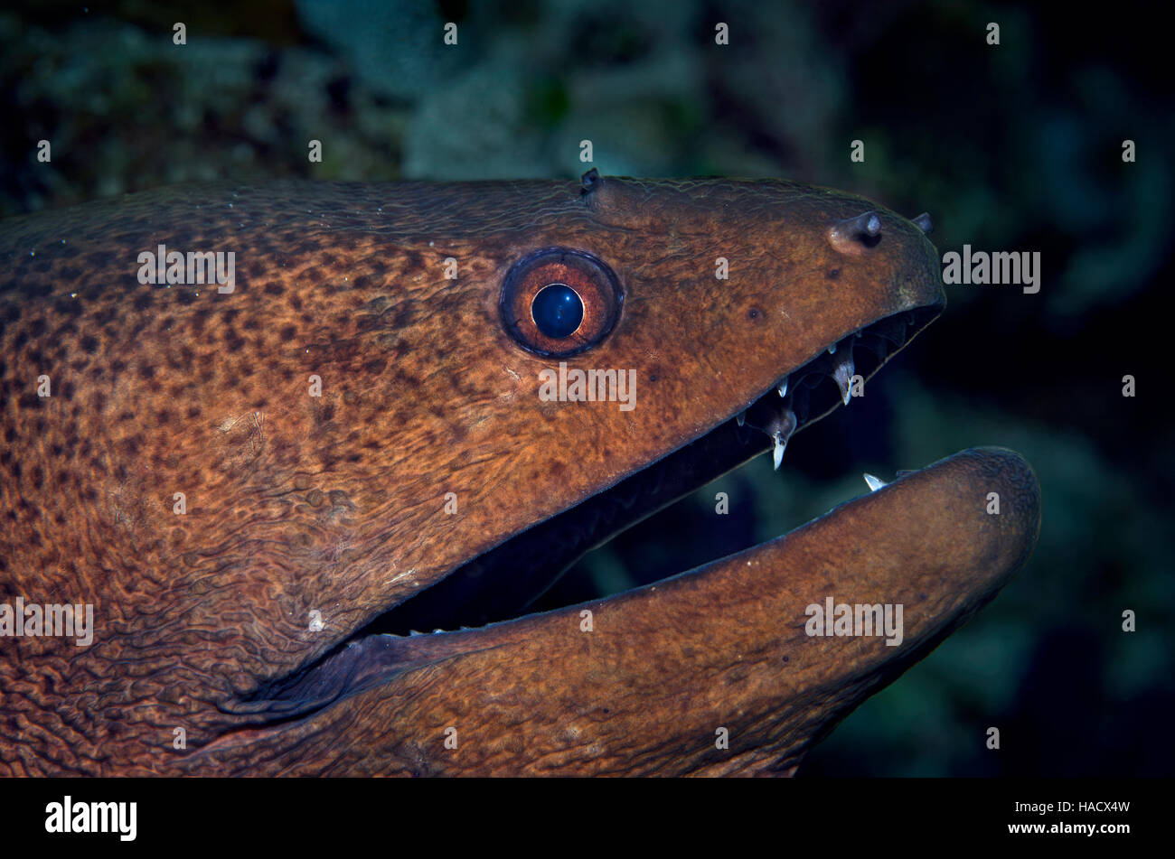 Seite Ansicht Porträt von Giant Moray, großaufnahme Gymnothorax Javanicus, Bathala, Ari Atoll, Malediven, Indischer Ozean Stockfoto