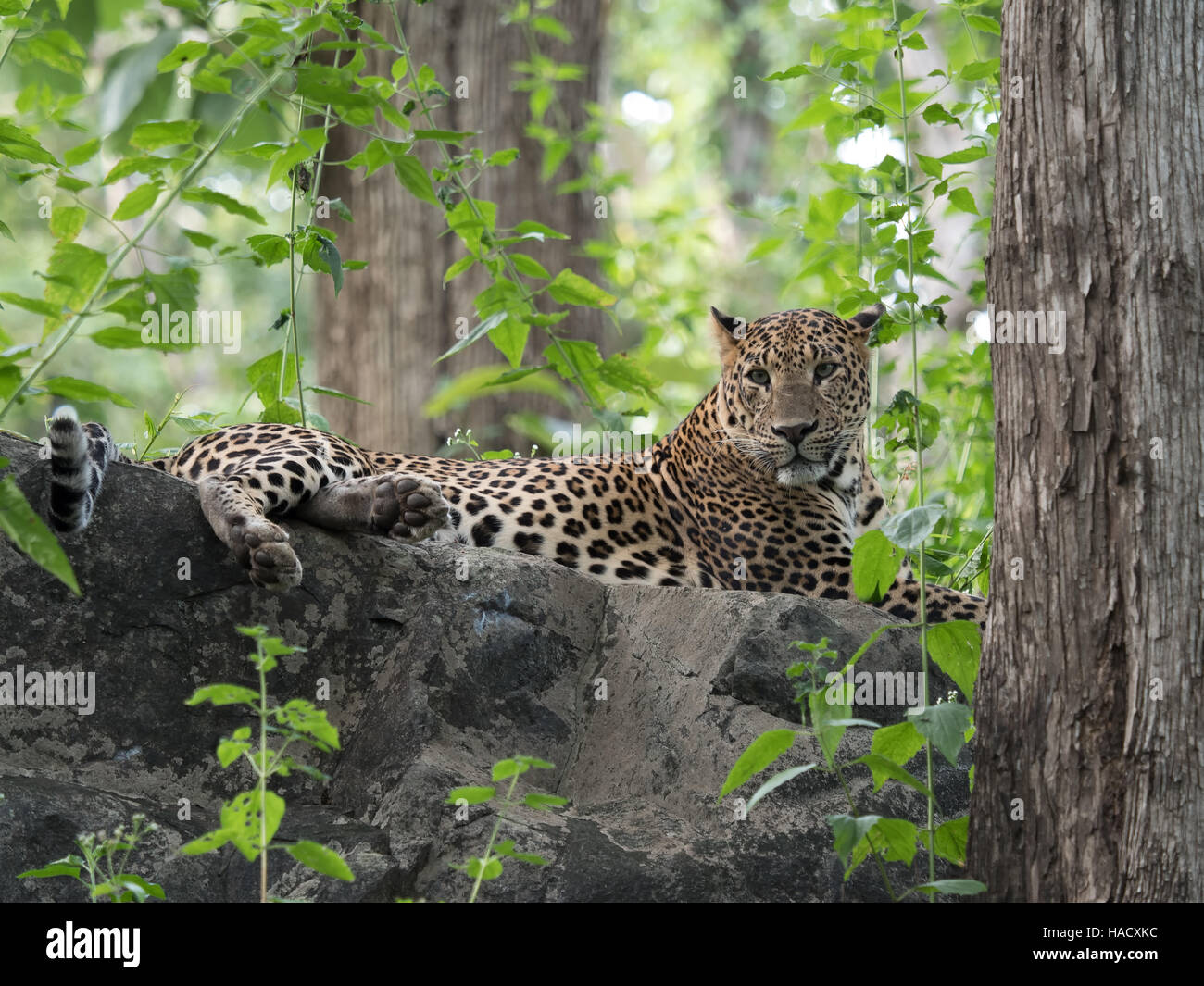 Leopard in einem Dschungel, entspannend nach einer Mahlzeit Stockfoto