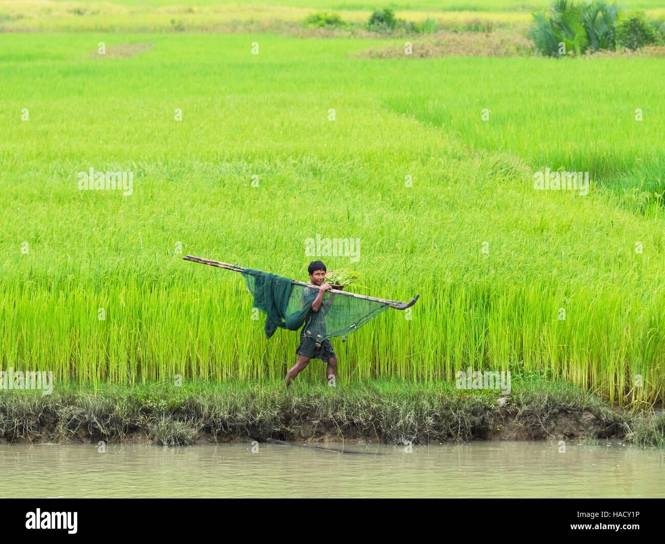 Lokale Fischer zu Fuß entlang des Flusses Kaladan im Rakhine-Staat von Myanmar mit seinem Netz. Reisfelder in den Hintergrund. Stockfoto