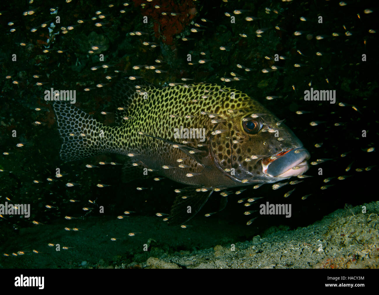 Harlekin Süßlippen, Plectorhinchus Chaetodonoides mit Glasfischen in einer Höhle im Bathala, Ari Atoll, Indischer Ozean, Malediven Stockfoto