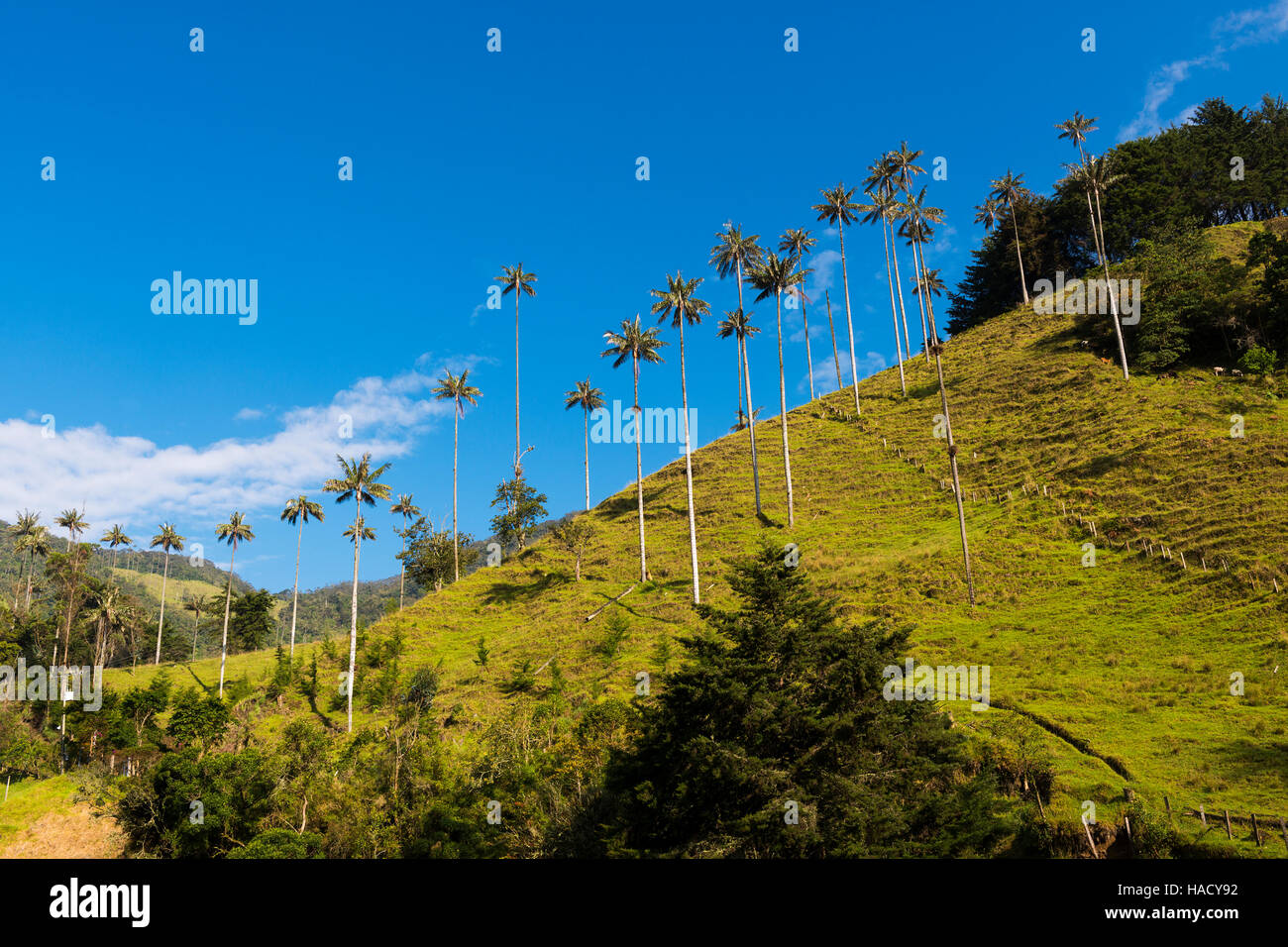 Blick auf das Cocora-Tal (Valle del Cocora) in Kolumbien, Südamerika Stockfoto