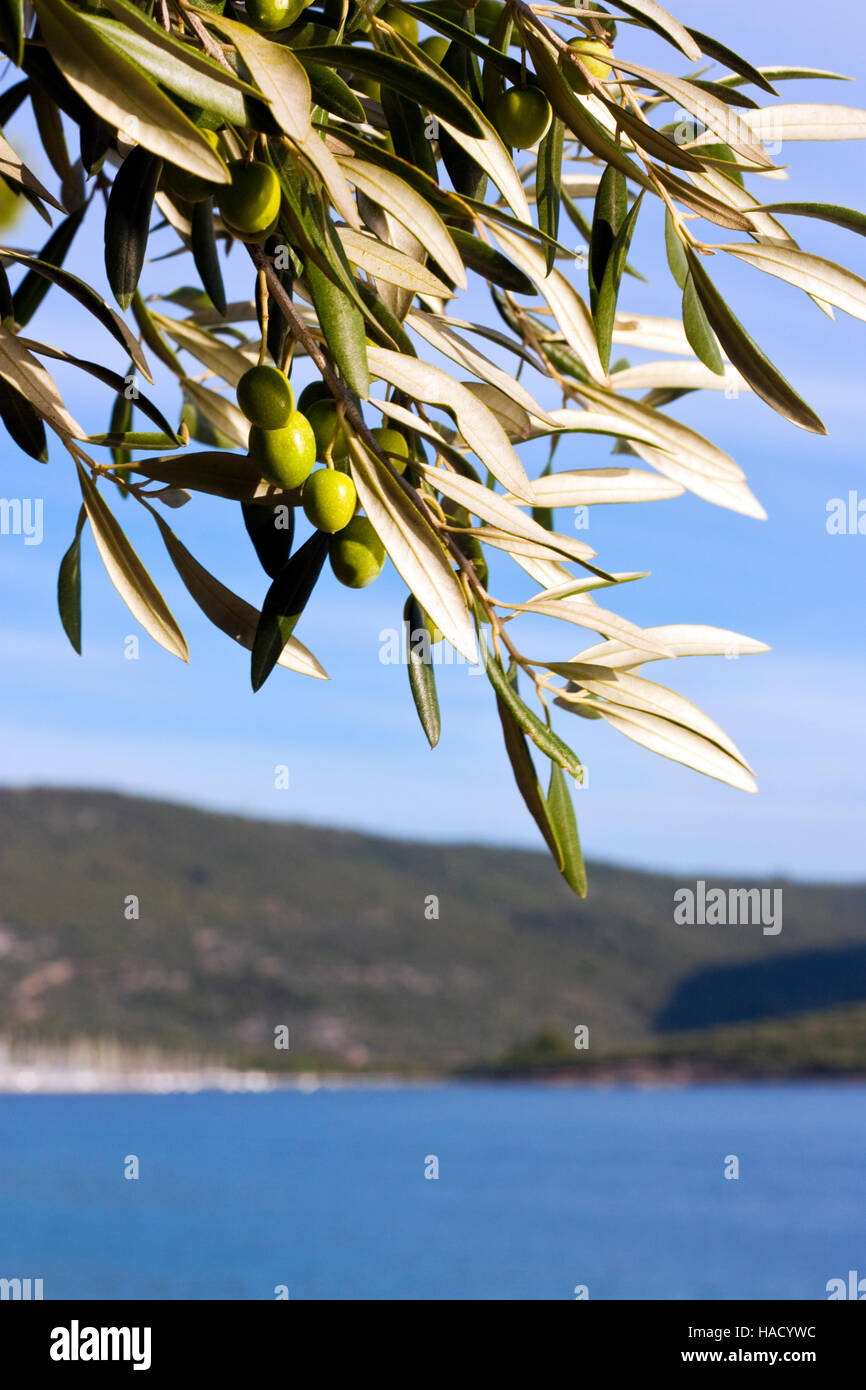 Olivenbaum mit einige grnen Oliven auf Promenade auf der Insel cres in  Kroatien Stockfotografie - Alamy