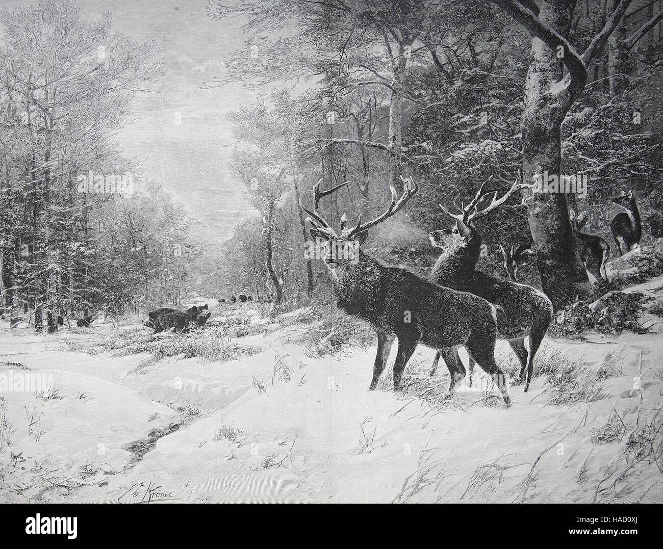 Wintermorgen in den Wald, Hirsche und Wildschweine im Schnee, von Christian Kroener, Abbildung in 1880 veröffentlicht Stockfoto