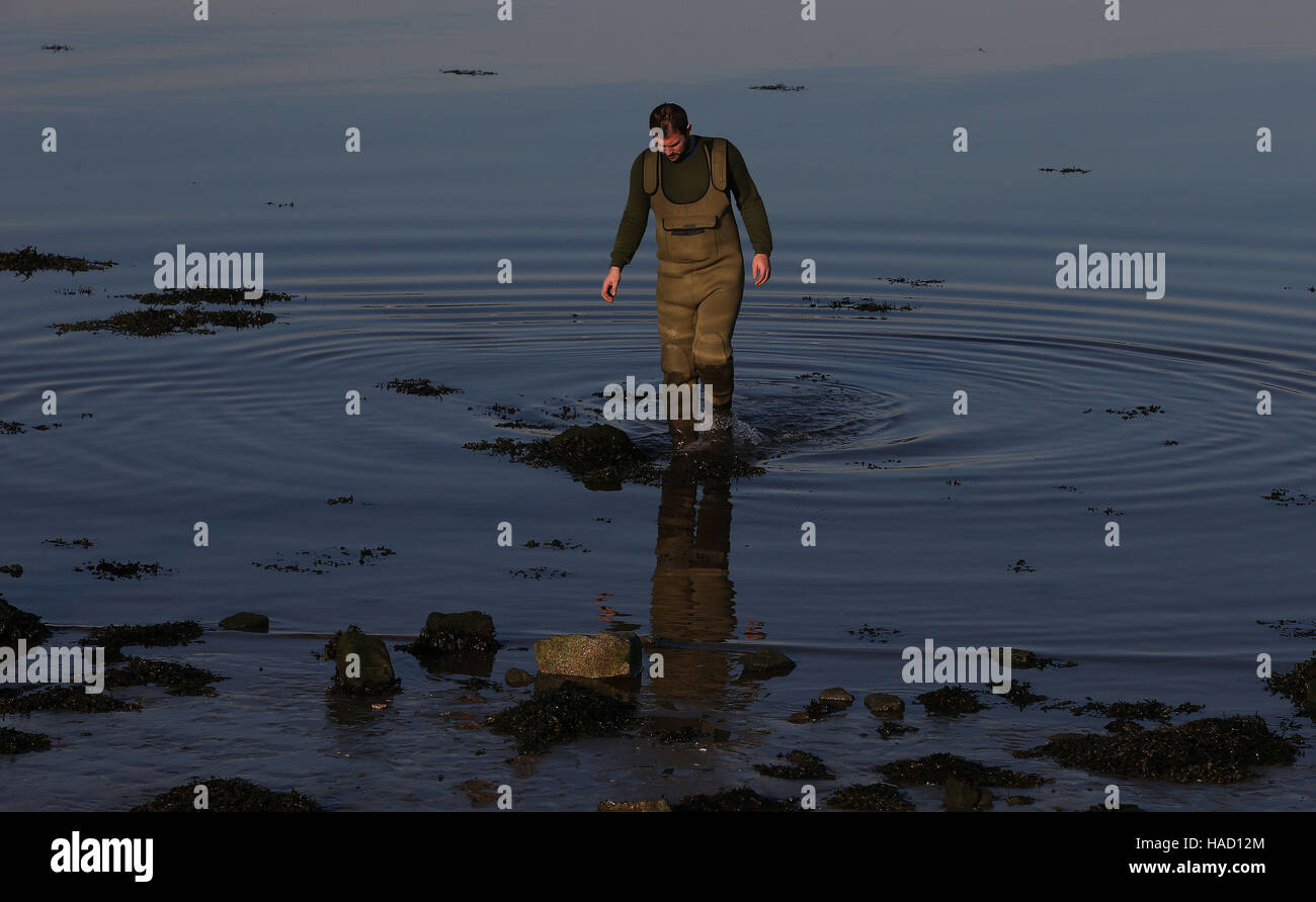 Mitglied einer Birdwatch Ireland führte die Mannschaft im Rahmen eines Projekts, Watvögel, einschließlich überwinternden Austernfischer und Brachvogel, in Dublin Bay aus North Bull Island, ein besonderes Schutzgebiet für Vögel zu fangen. Stockfoto