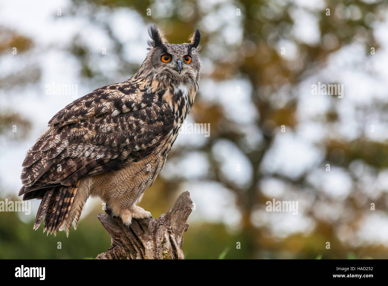 Europäische oder eurasische Uhu, Bubo Bubo sitzen auf einem Baum Stockfoto