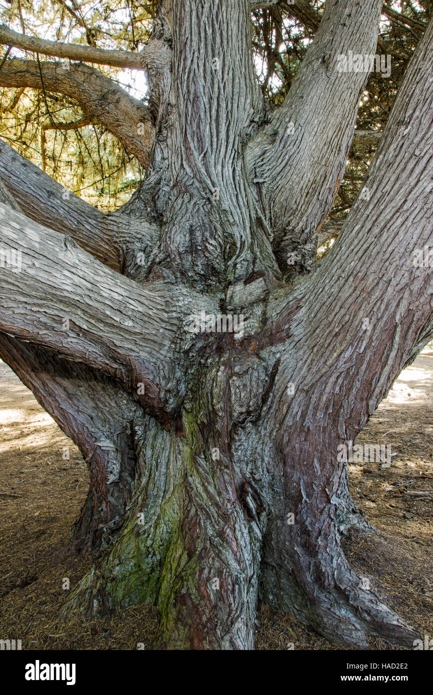 Zypresse, San Simeon State Park, Kalifornien, USA Stockfoto