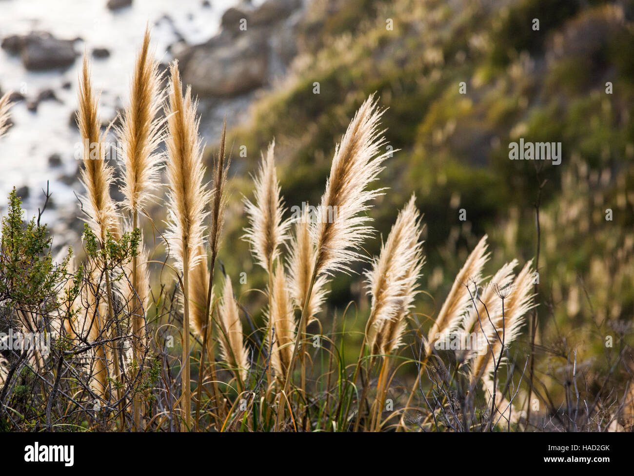 Pampasgras (Cortaderia Selloana) wächst an der Big Sur Küste, auch auf Lucia, Kalifornien, USA Stockfoto