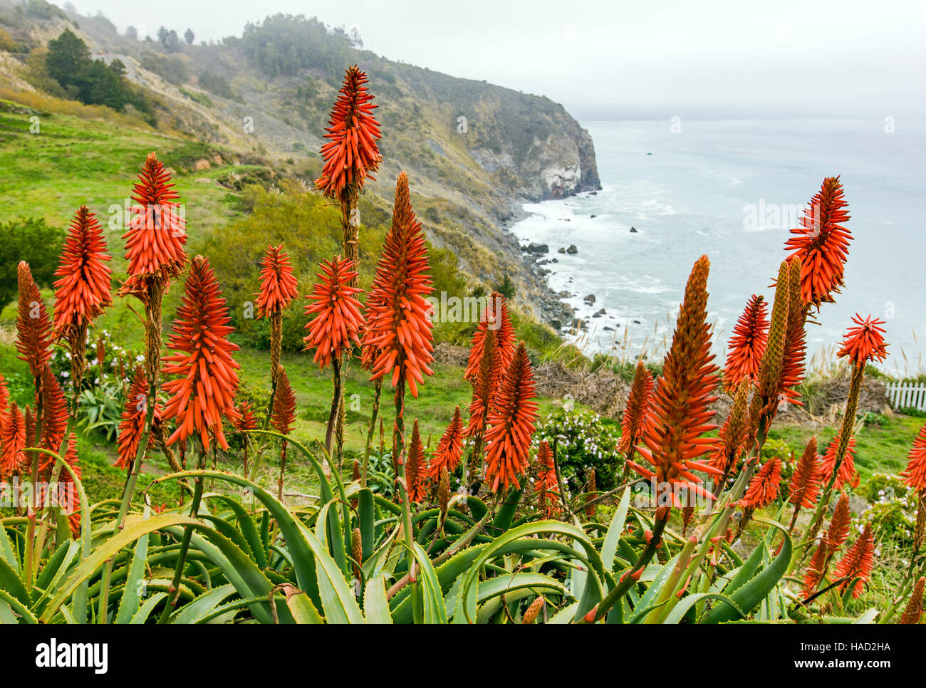 Aloe Arborescens wächst in einem Garten in der Lucia-Lodge, Lucia, Kalifornien, USA. Lucia befindet sich auf der Big Sur Küste & Pazifik Stockfoto