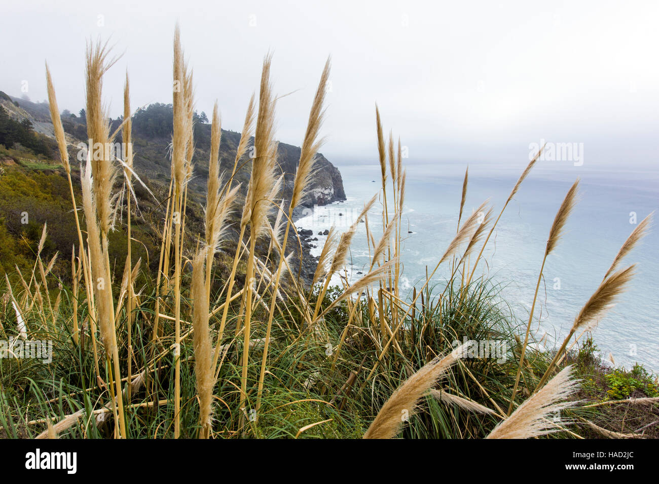 Pampasgras (Cortaderia Selloana) wächst an der Big Sur Küste, auch auf Lucia, Kalifornien, USA Stockfoto