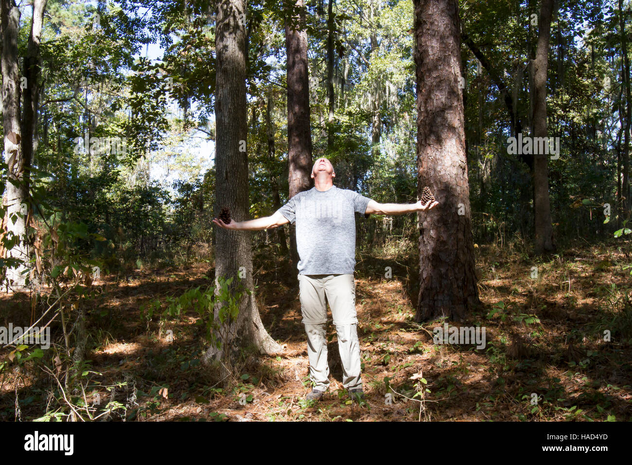 Mann im Wald Tannenzapfen beim Kontakt mit der Natur zu halten. Stockfoto