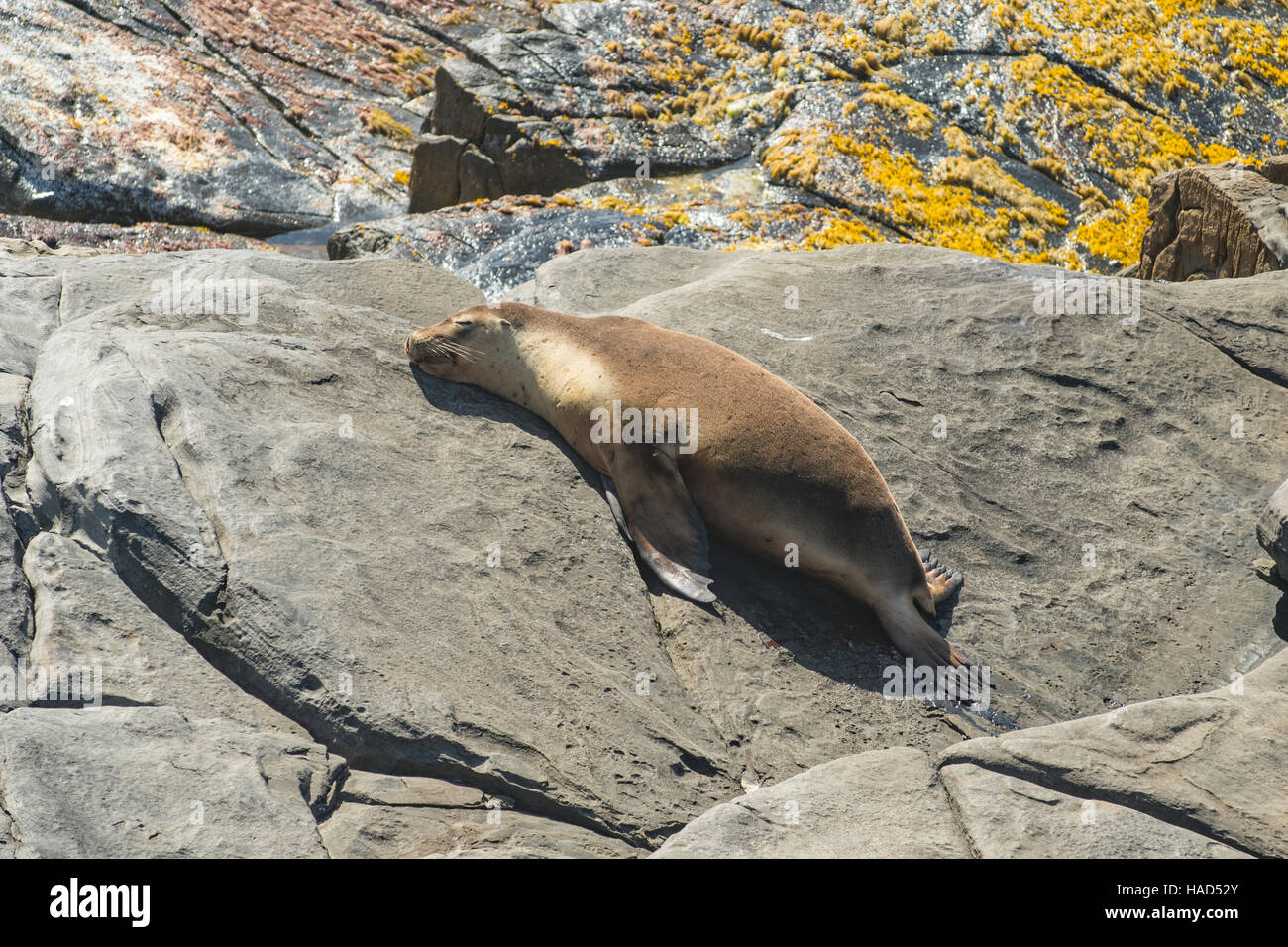 New Zealand Seebär, Arctocephalus Forsteri am Kap geschafft, Kangaroo Island, South Australia, Australien Stockfoto