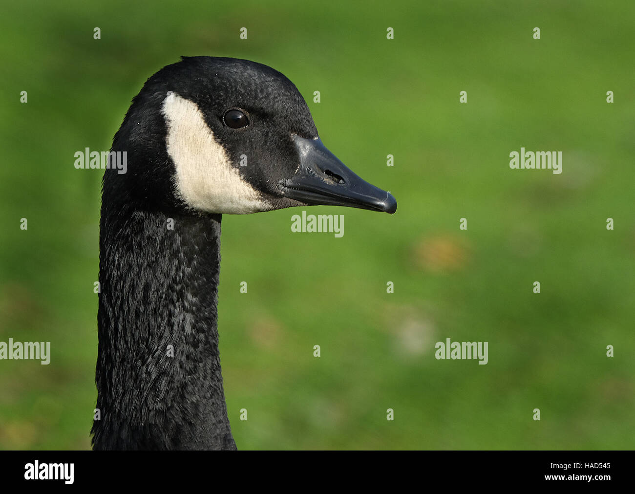 Kanada-Gans. Eine große Gans, mit markanten schwarzen Kopf und Hals und großen weißen Kehlfleck. Eine eingeführten Arten. Stockfoto