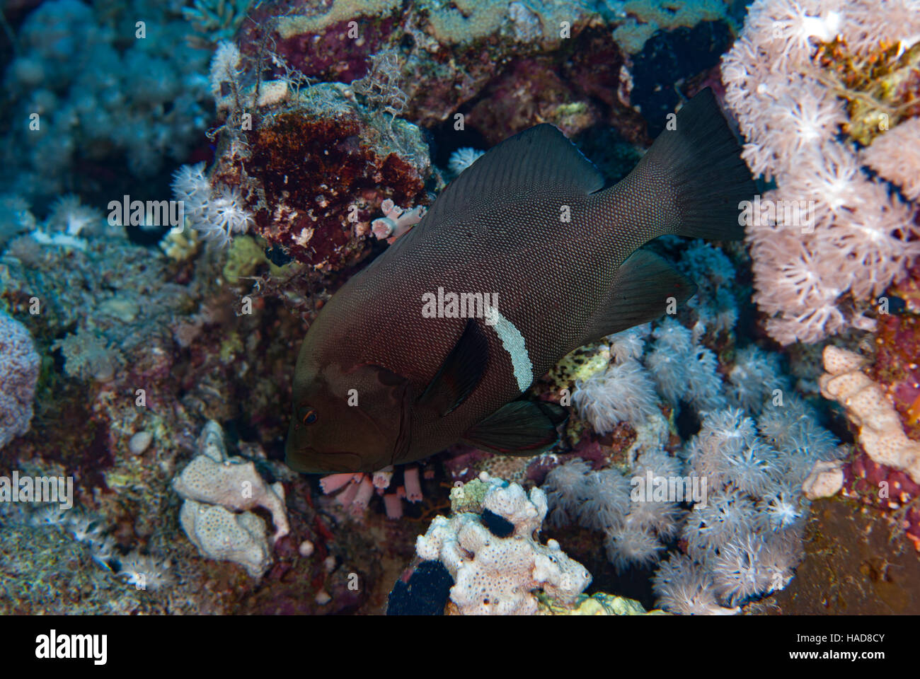 Redmouth Zackenbarsch. Aethaloperca Rogaa, Serranida, Rotes Meer, Sharm el-Sheikh, Ägypten Stockfoto