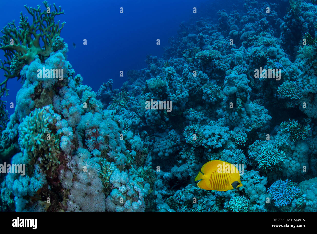 Maskierte Butterflyfish, Chaetodontidae Semilarvatus, Chaetodontidae, Sharm el Sheikh, Rotes Meer, Ägypten Stockfoto