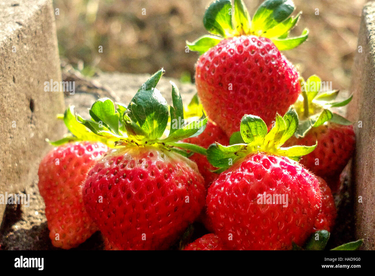 Frische rote Reife Erdbeere, Nahaufnahme Foto Stockfoto