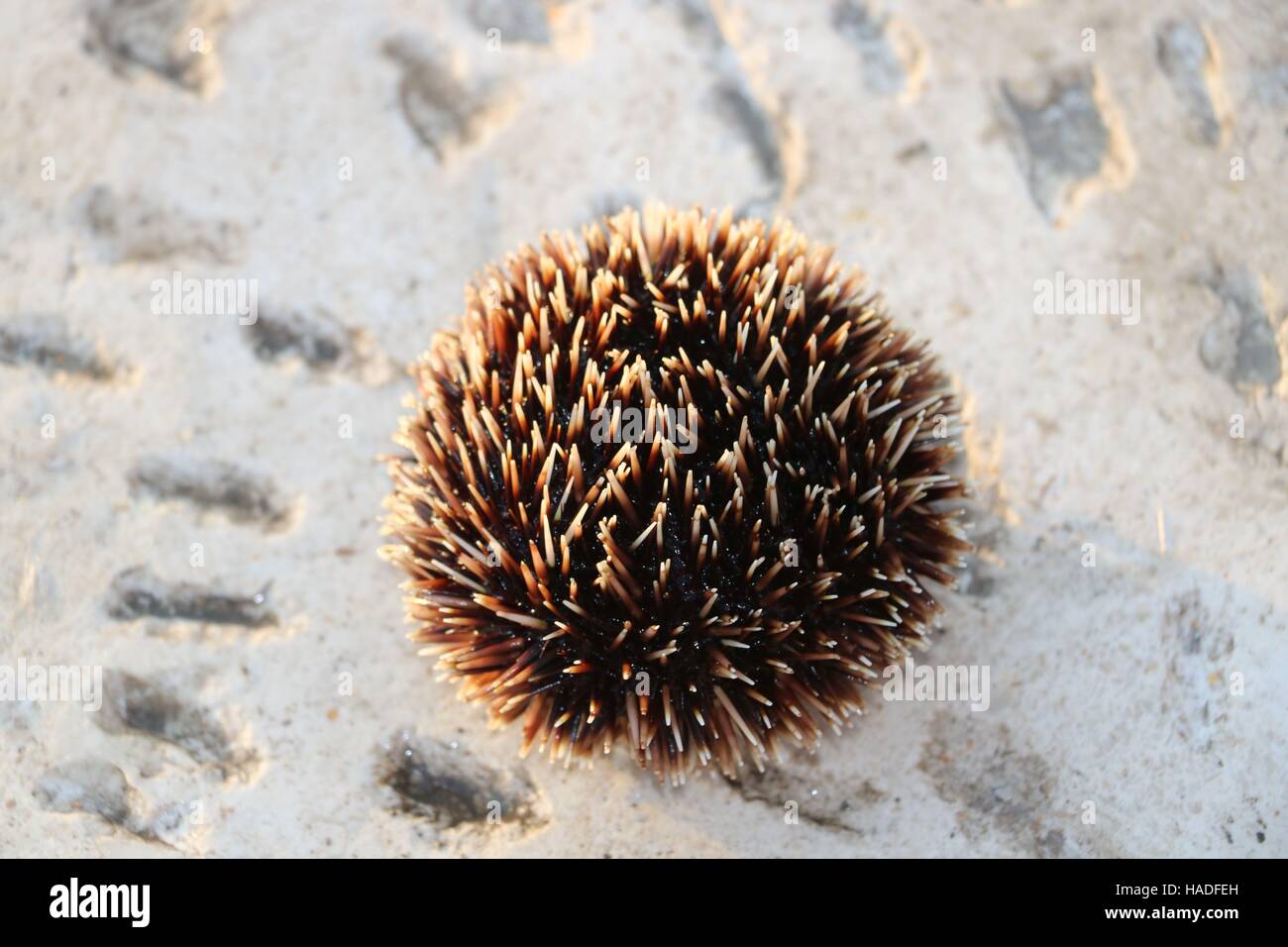 Braune Seeigel in hoher Auflösung verfügbar und verschiedenen Größen entsprechend die Anforderungen Ihres Projekts Stockfoto