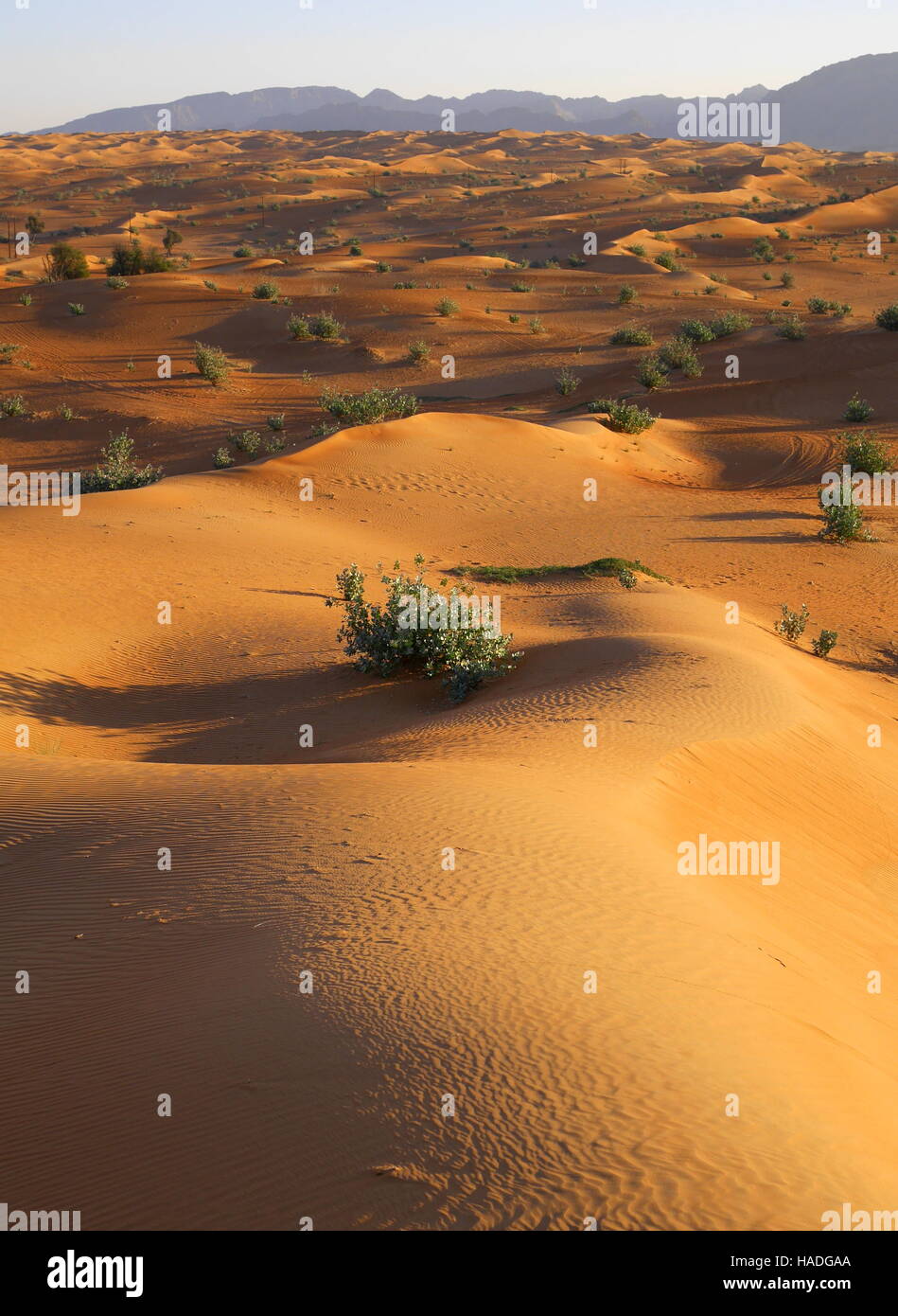 Sanddünen, Abu Dhabi Emirate, Vereinigte Arabische Emirate. Die Vegetation ist Sodom Apfel (Calotropis Procera). Berge sind im Oman. Stockfoto