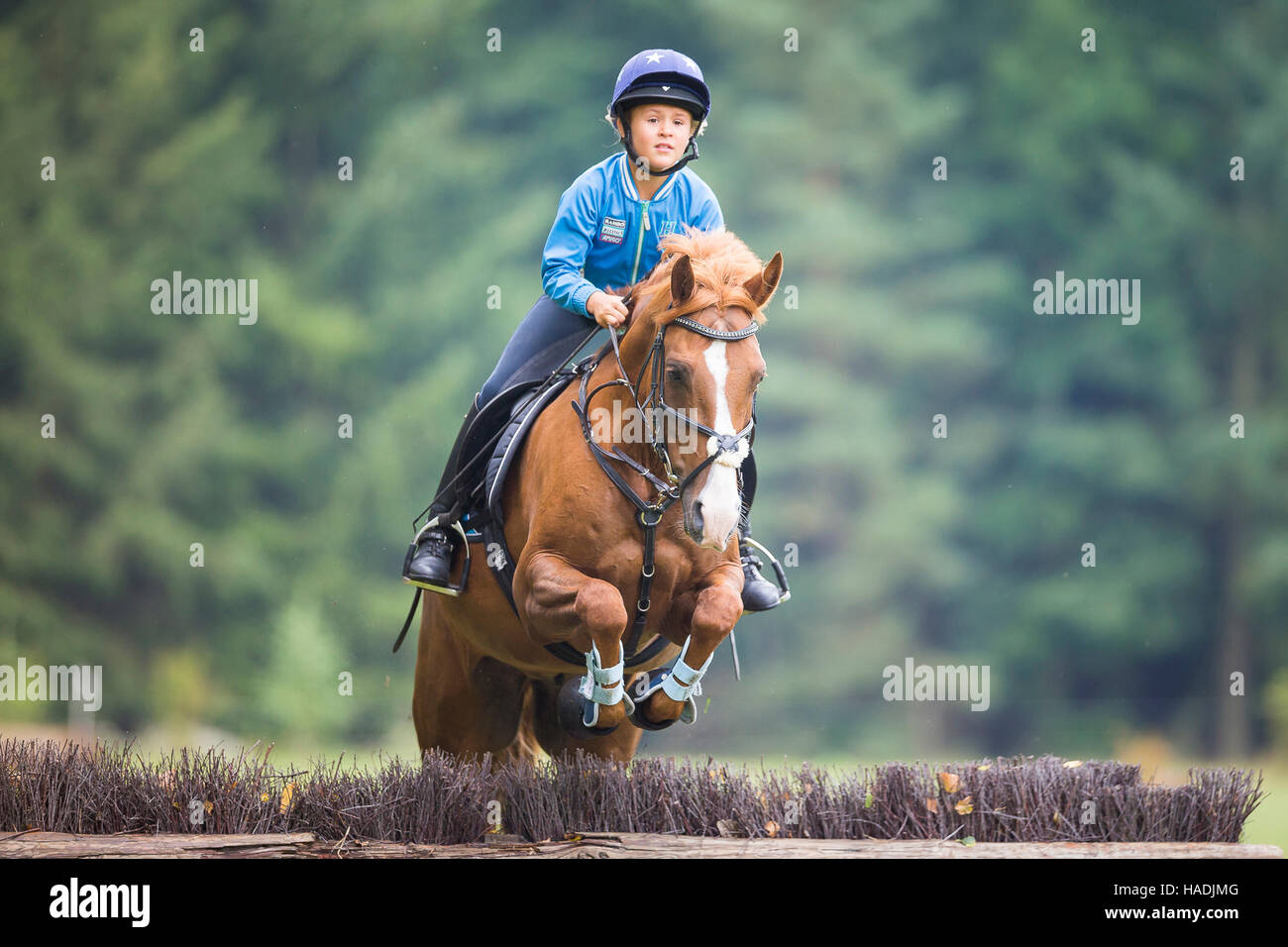 Deutsche Pony reiten. Mädchen auf Kastanien Wallach clearing ein Hindernis während der Langlauf Fahrt. Deutschland Stockfoto