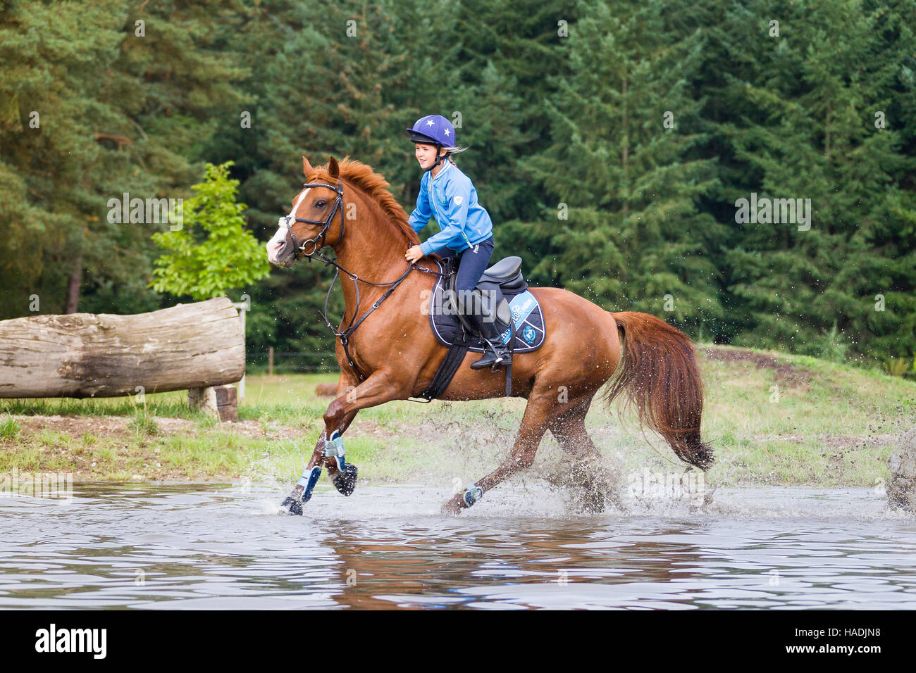 Deutsche Pony reiten. Mädchen auf Kastanien Wallach im Galopp durchs Wasser während einer Langlaufen Fahrt. Deutschland Stockfoto