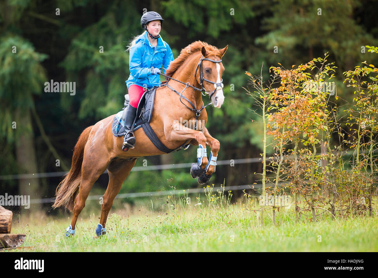 Deutsche Pony reiten. Mädchen auf Kastanie Wallach, während ein Langlauf Fahrt springen. Deutschland Stockfoto