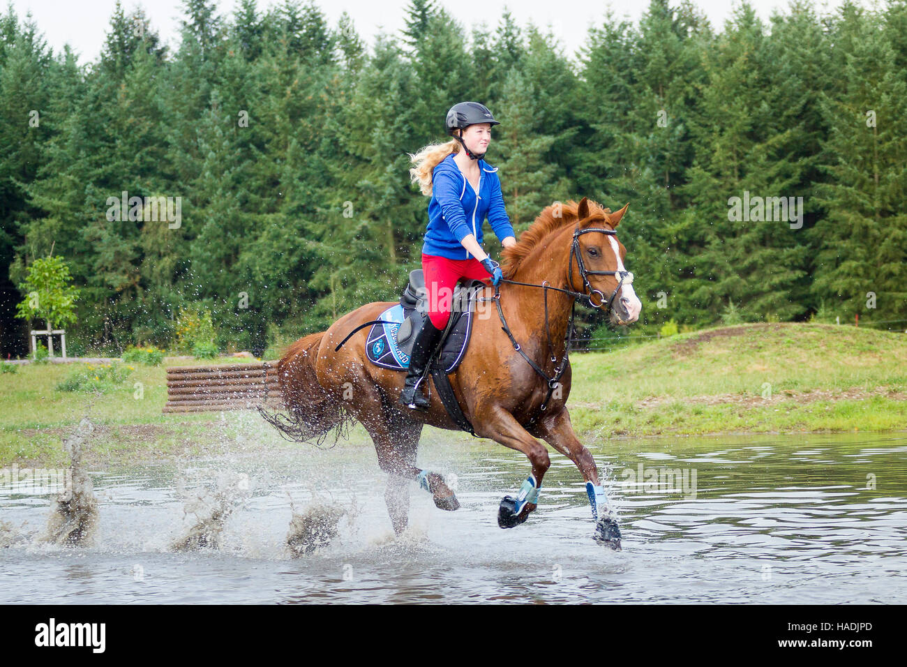 Deutsche Pony reiten. Mädchen auf Kastanien Wallach im Galopp durchs Wasser während einer Langlaufen Fahrt. Deutschland Stockfoto