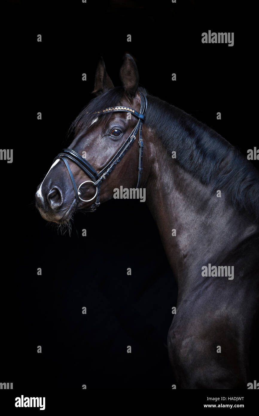 Hannoveraner Pferd. Porträt des schwarzen Wallach vor einem schwarzen Hintergrund zu sehen. Deutschland Stockfoto