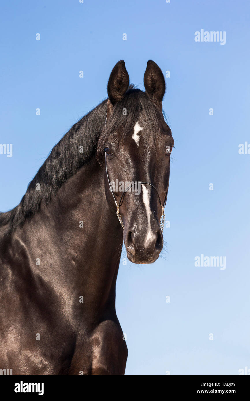 Hannoveraner Pferd. Porträt des schwarzen Wallach vor einem blauen Himmel gesehen. Deutschland Stockfoto